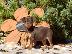 PoulaTo: Pinscher miniature Chocolate cream - Πίντσερ μινιατούρα Σοκολατί κρεμ...